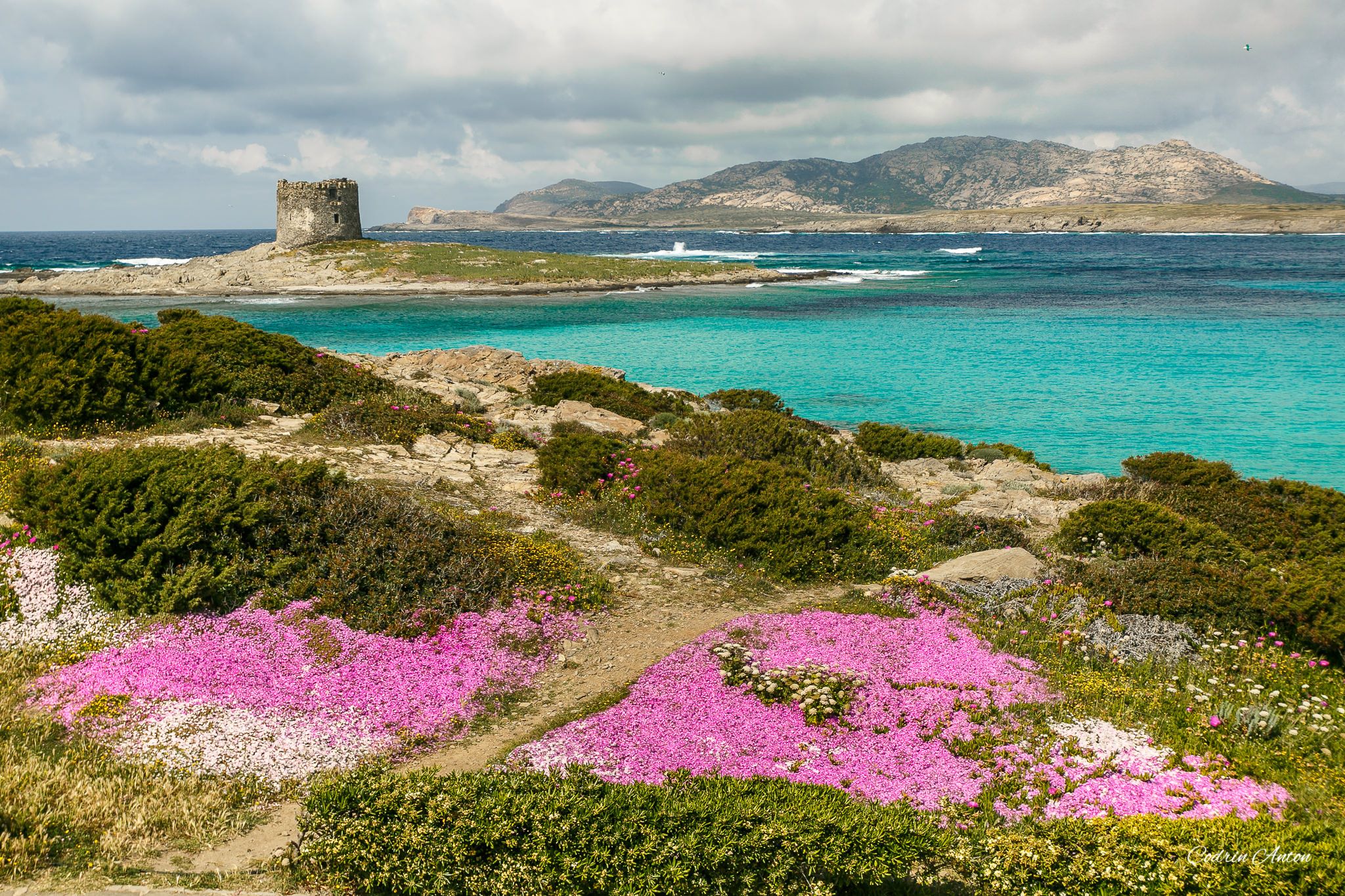 Sardinia in Bloom